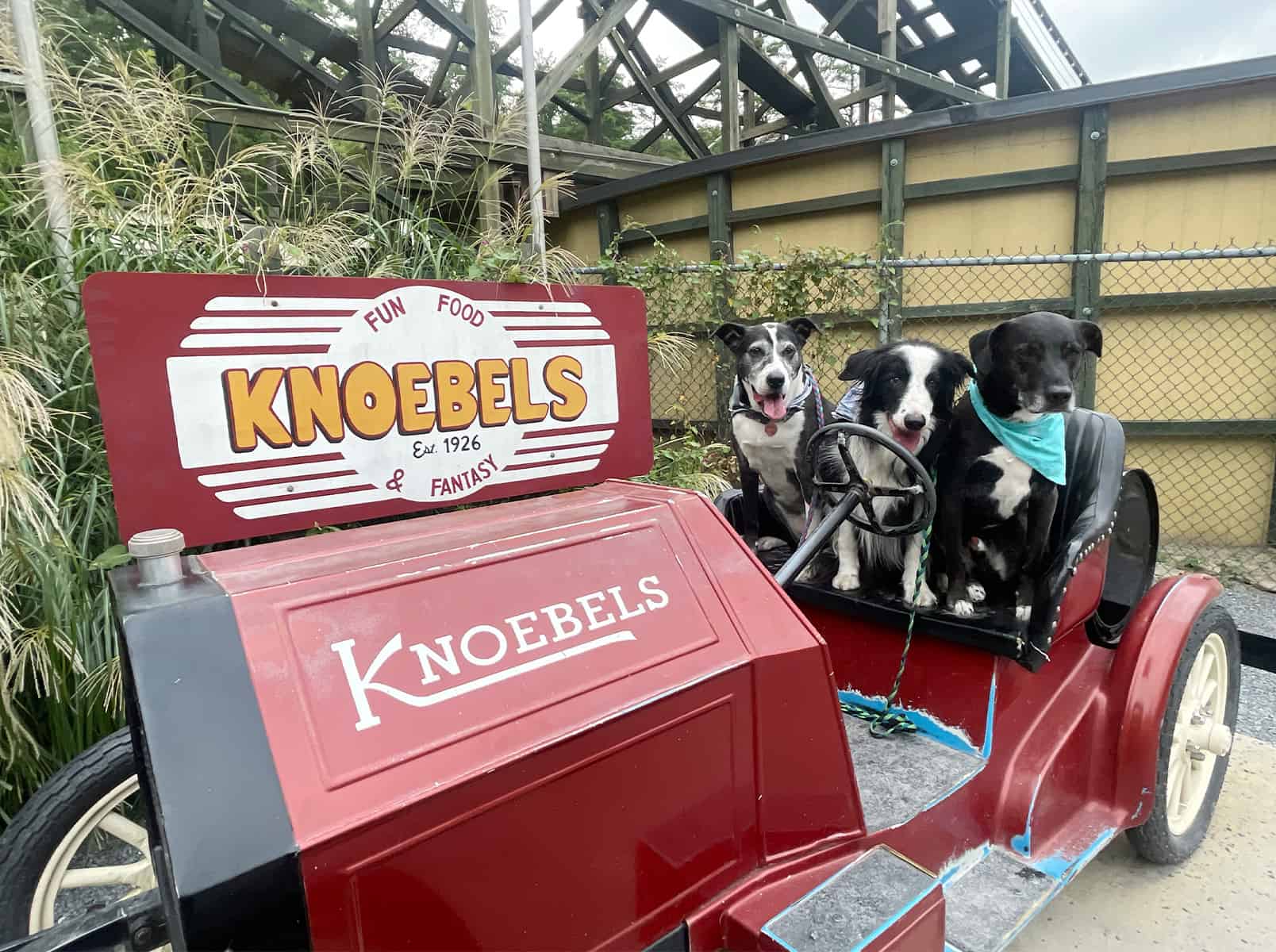 Three dogs pose in an antique car at Knoebels Amusement Resort
