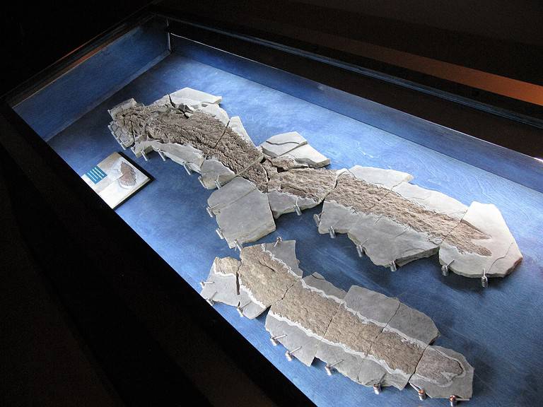 Fossil picture of Elpistostege watsoni - this animal is known for having fins with digits inside.