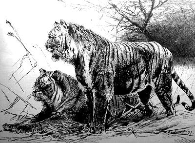 Panthere tigris solensis, or the Ngandong tiger