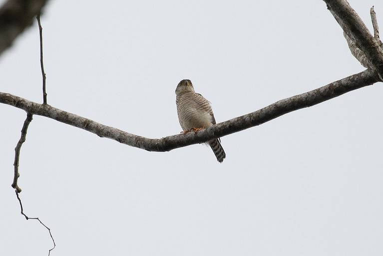 Tiny Hawk