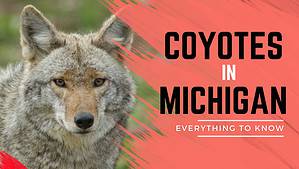 Coyotes in Michigan: Common Locations, Hunting Rules, and More Picture