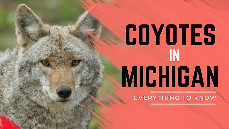 Coyotes in MI