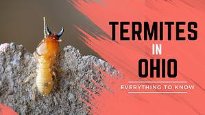 Termites in Ohio: Types, Risks, and How to Prevent Them Picture