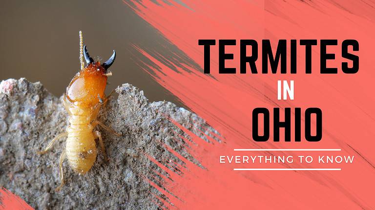 termites in ohio