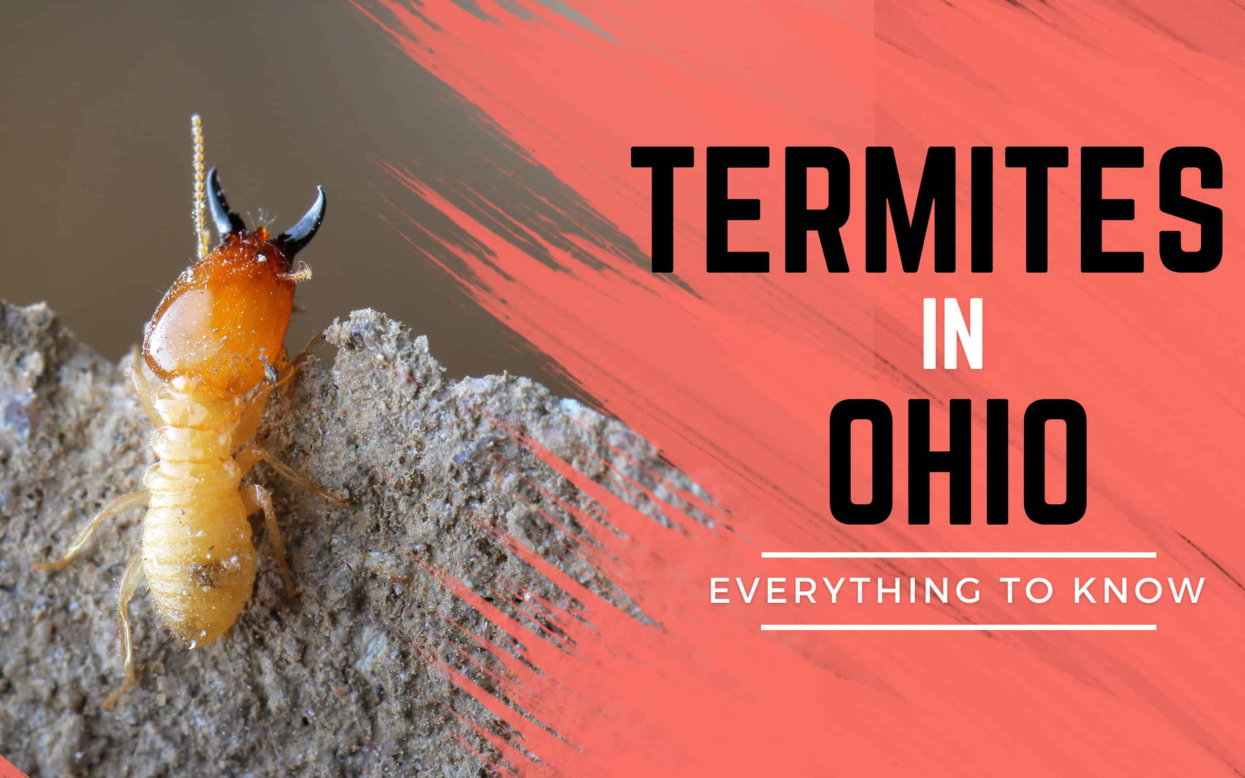 termites in ohio