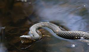 Can Snakes Really Breathe Underwater?  Picture
