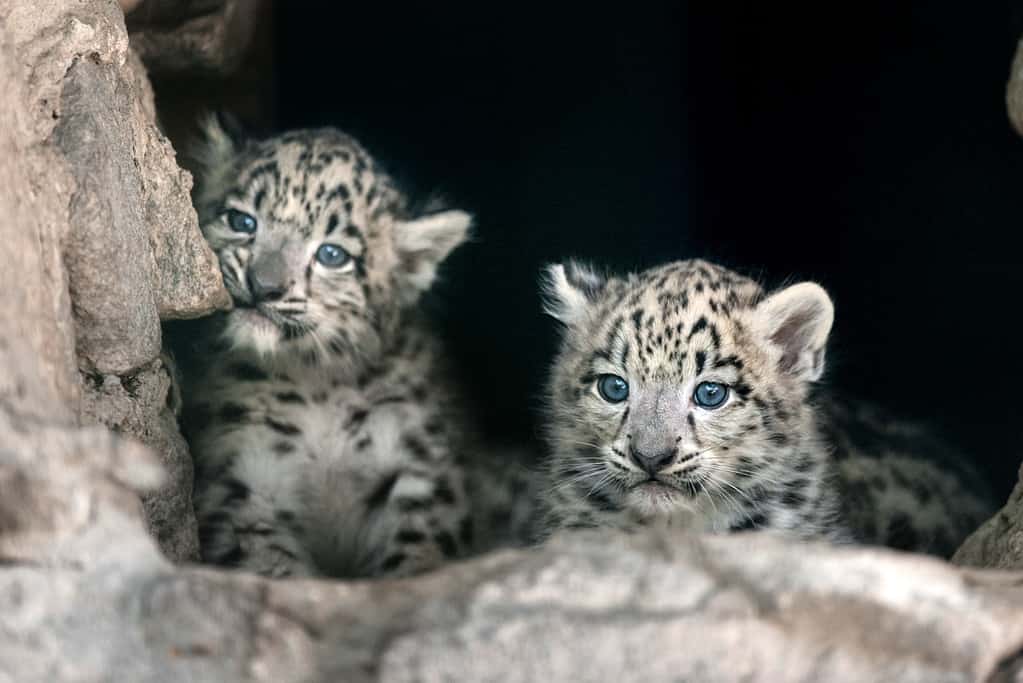 Two Snow leopard baby