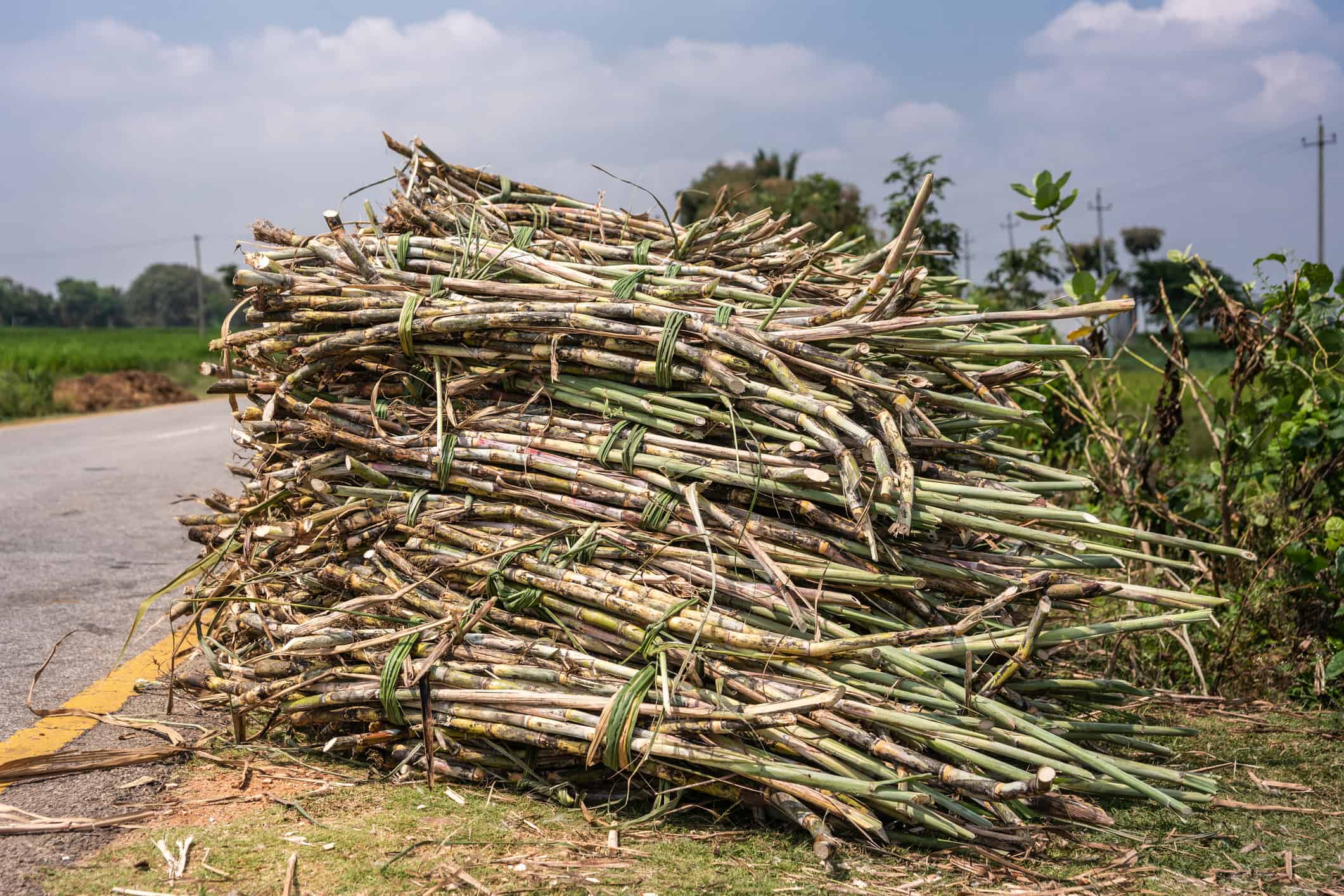 Stack of harvested sugar cane, Chikkavoddaragudi India.