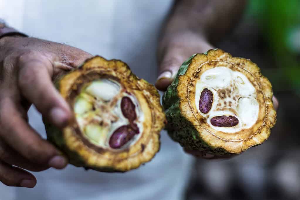 Fresh Cocoa fruit in farmers