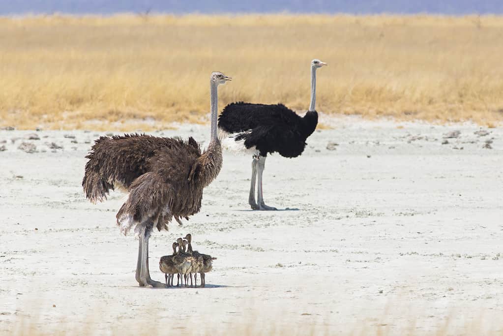 Ostrich family with chicks