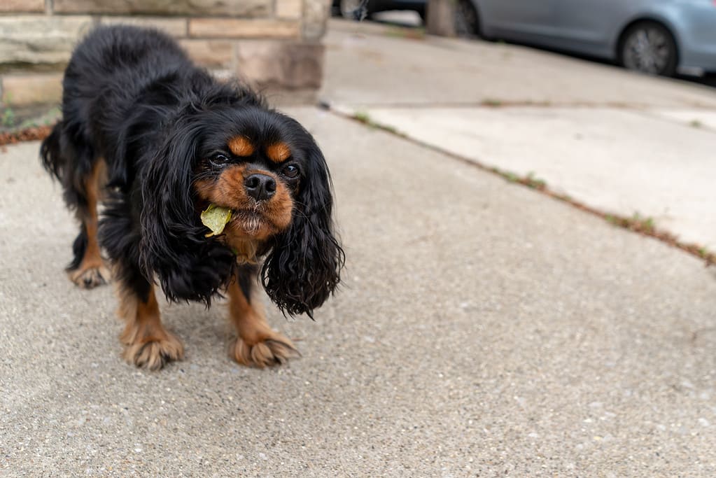 Cute Cavalier King Charles Spaniel eating a leaf off the ground.