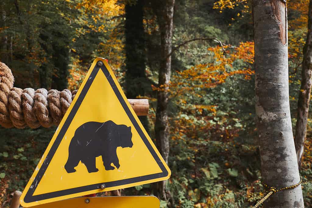 Bear, Danger, Footpath, Warning Sign, Sign
