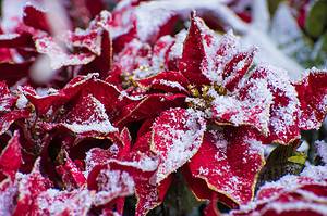 9 Reasons You Should Buy Artificial Poinsettias This Year photo
