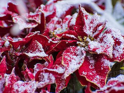 A 9 Reasons You Should Buy Artificial Poinsettias This Year