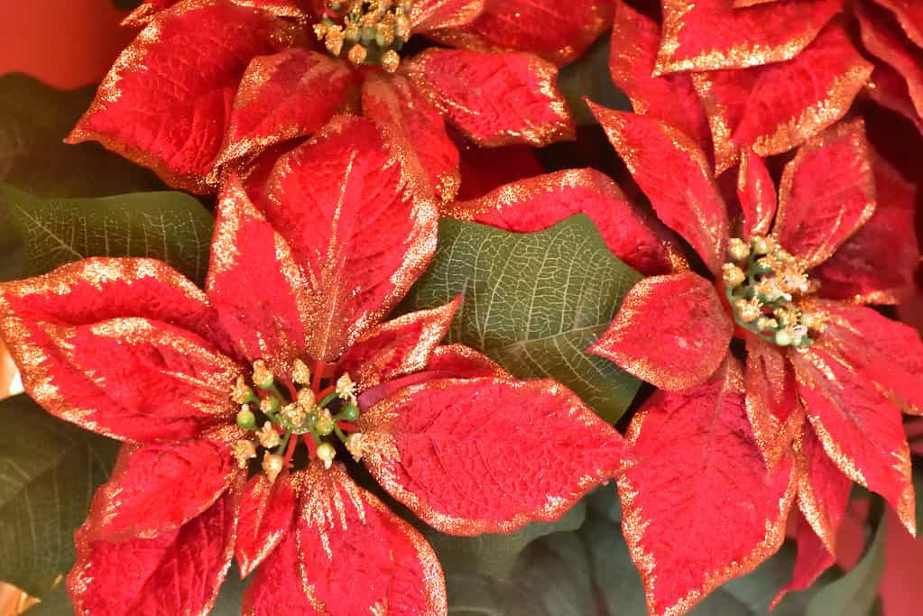 Imitation Poinsettia Flowers Close Up Abstract