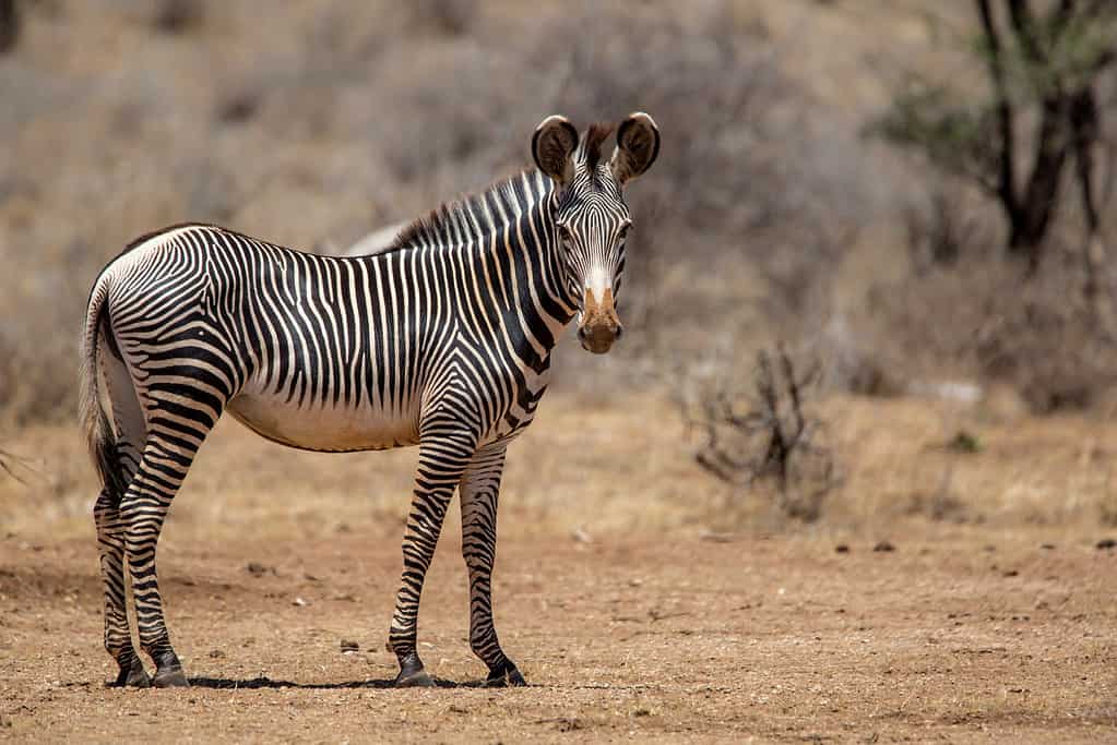 Grevy zebra in Samburu NP in Kenya