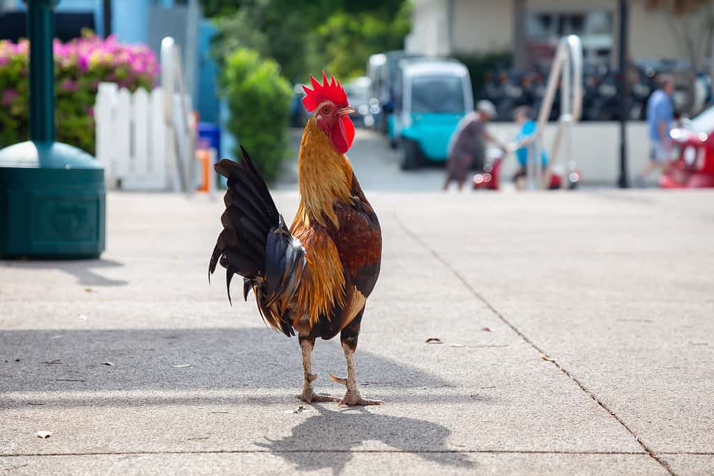 Chickens roam freely around Key West, including the downtown district. 