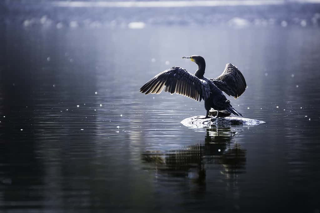 Beautiful light Great Cormorant spreading his wings sitting on a stone