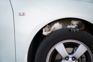 10 Reasons Animals Hide in Car Engines and How to Prevent Them Picture