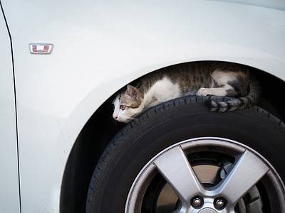 A 10 Reasons Animals Hide in Car Engines and How To Prevent Them