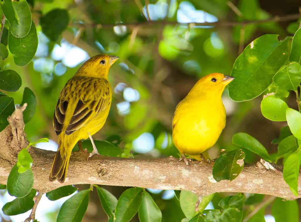 The Atlantic Canary (Serinus canaria) is native to the Canary Islands, Azores and Madeira.