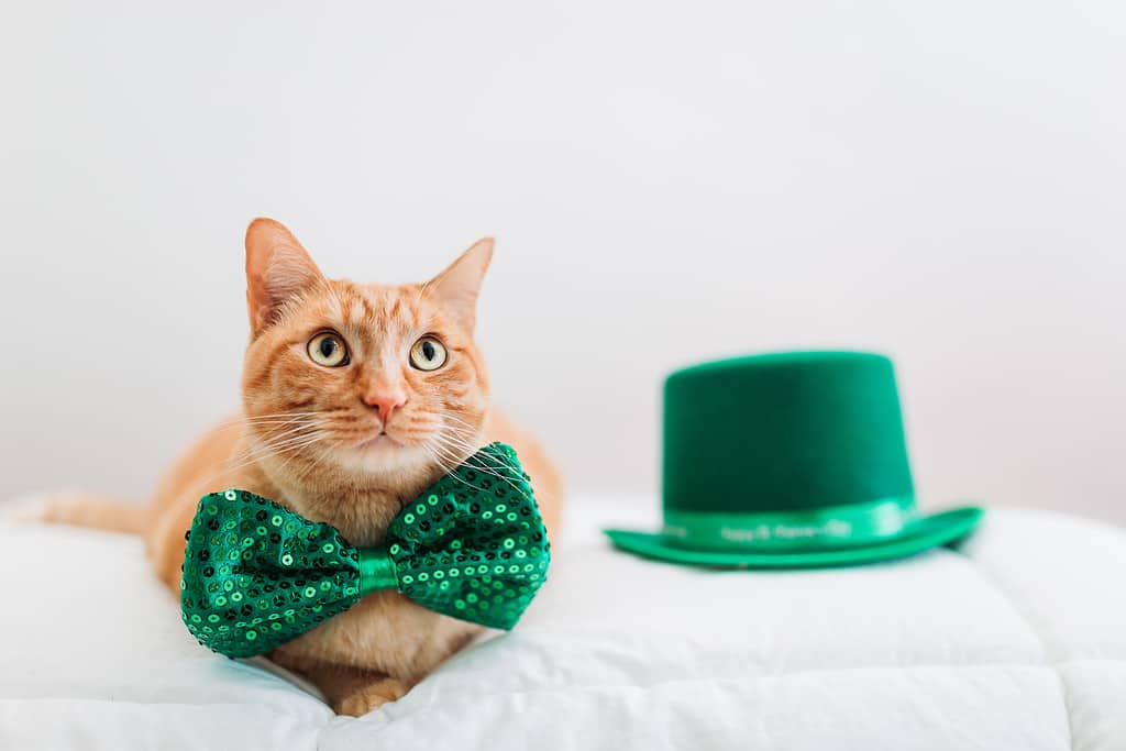 Cat for St Patrick's Day - Irish cat names