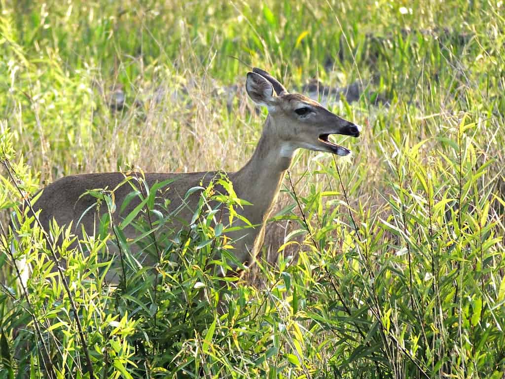 White-tailed Deer (Odocoileus virginianus) in the high grass with its mouth open