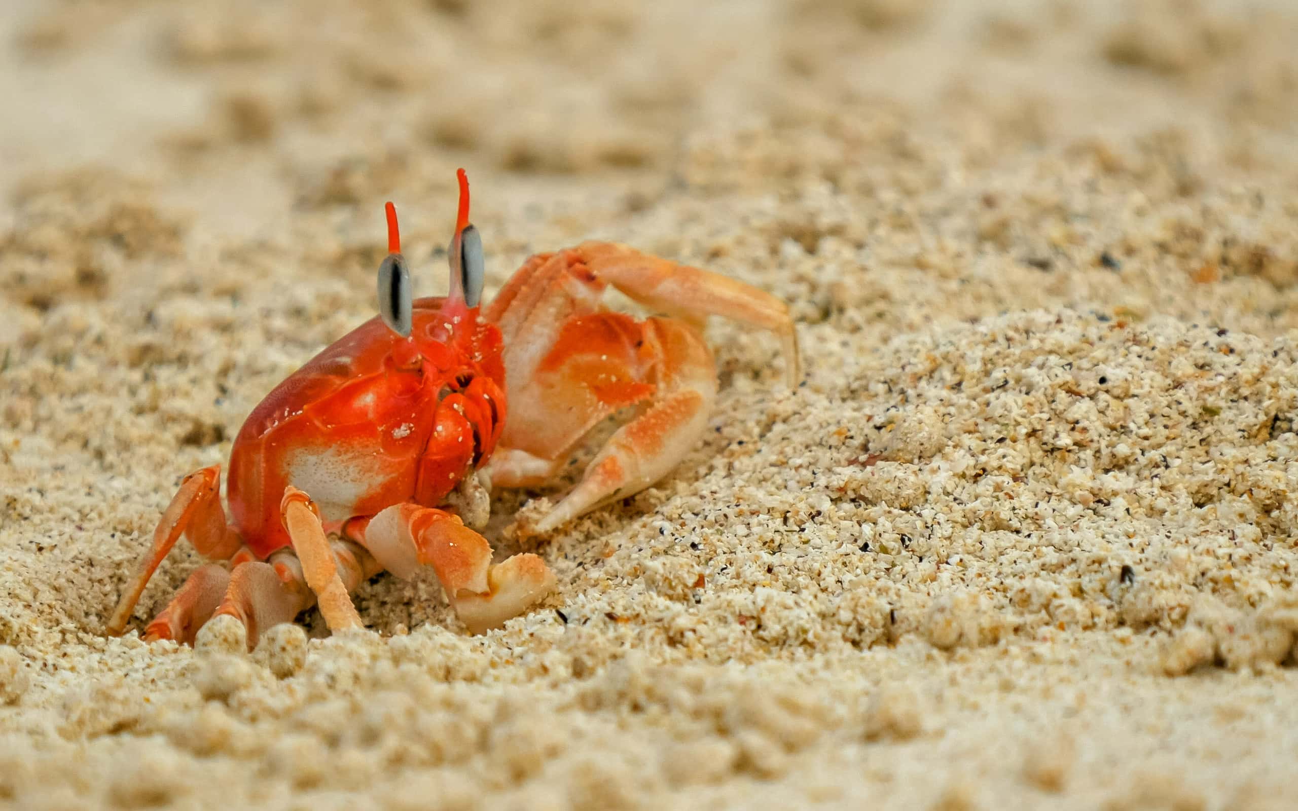 a ghost crab on a beach at isla san cristobal in the galapagos