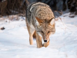 Coyotes in Missouri: Population, Common Locations, Hunting Rules, and More Picture