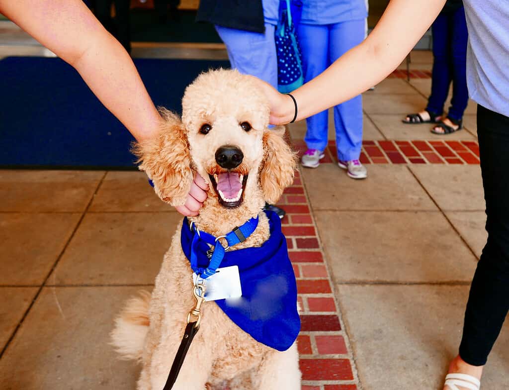 Therapy Assistance Dogs