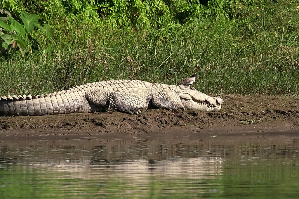 Mugger or Marsh crocodile sun bathing next to the water at Chitwan National park in Nepal