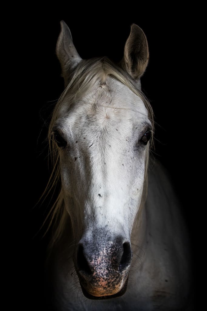 White horse with black background