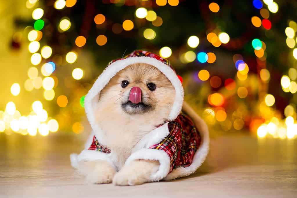 Pomeranian puppy on Christmas