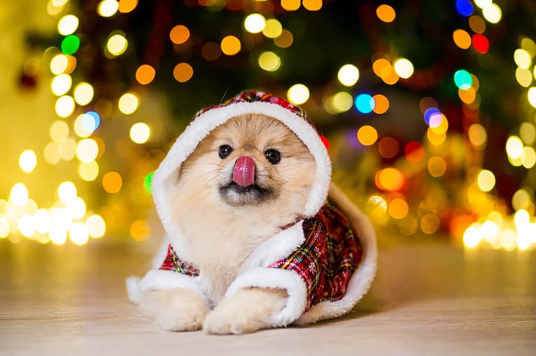 Pomeranian puppies