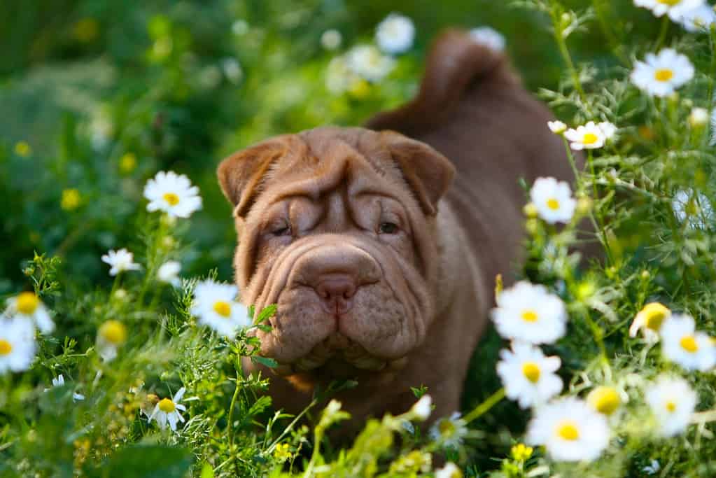 Sharpay puppy standing on green grass with white flowers.