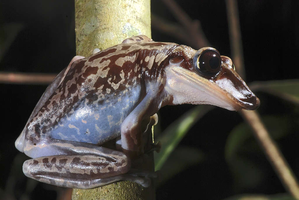 Bruno s Casque headed Frog photographed in Guarapari