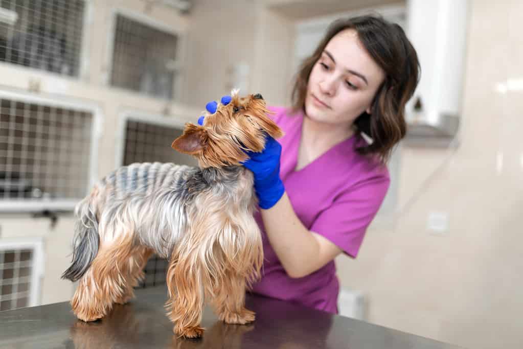 Professional veterinary doctor vaccinates a small dog breed Yorkshire Terrier. A young woman veterinarian Caucasian appearance works in a veterinary clinic. Dog on examination at the vet