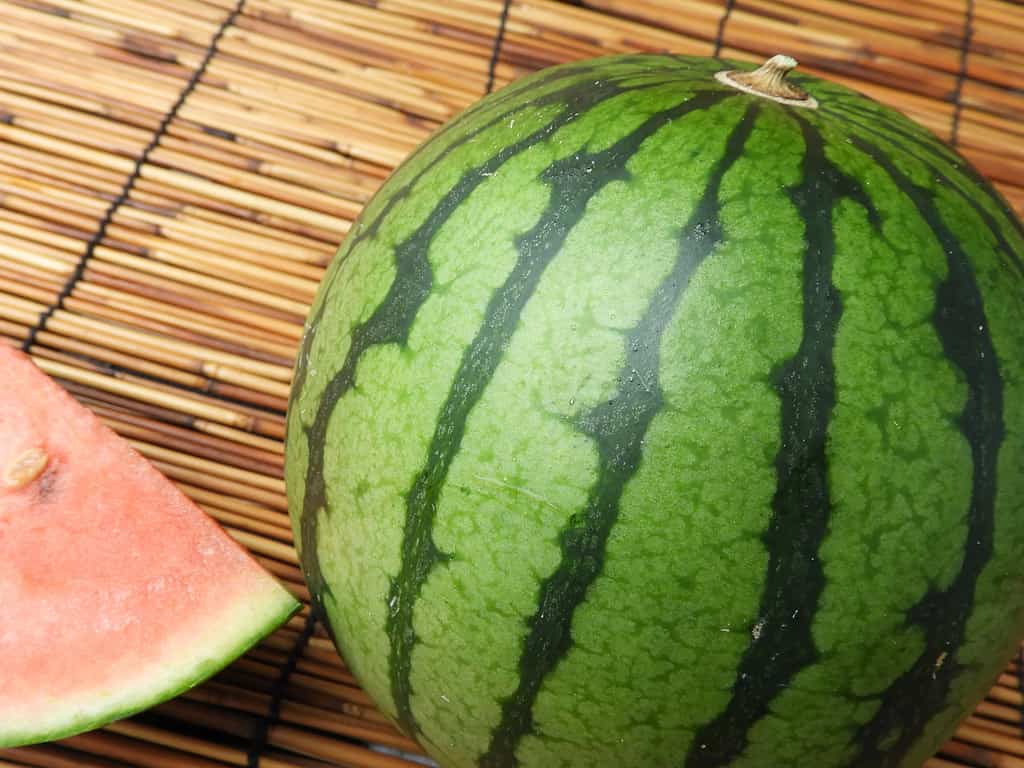 zebra watermelon