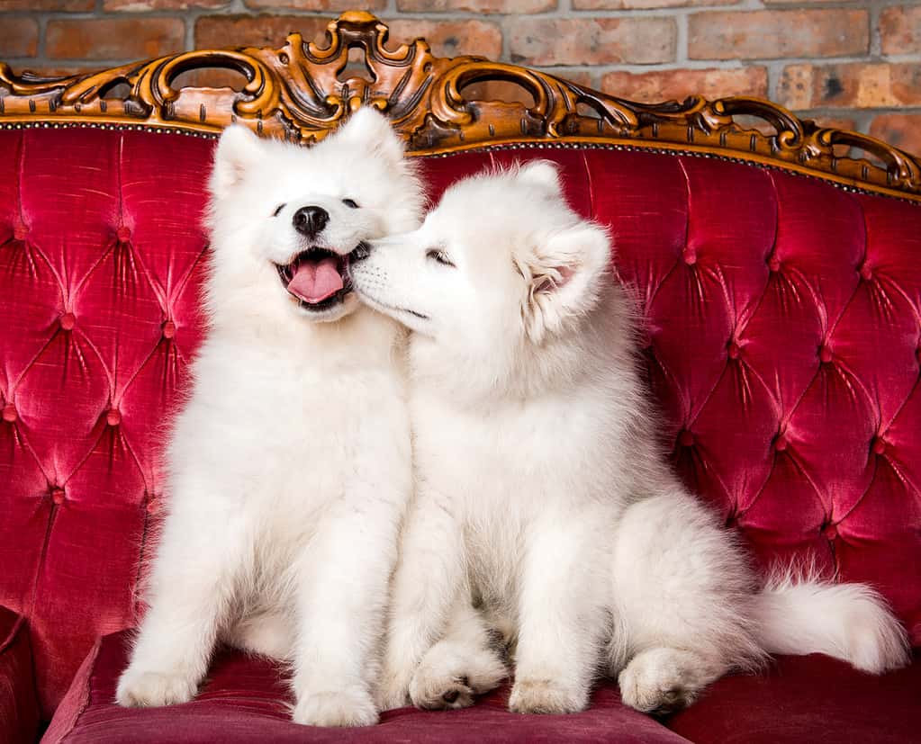 Samoyed dogs are kissing on the red luxury couch