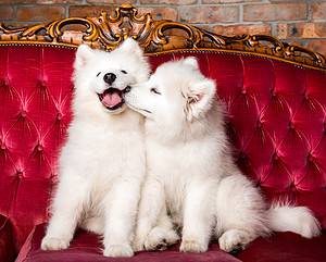 Samoyed Temperament: Do They Make Good Family Dogs? Picture