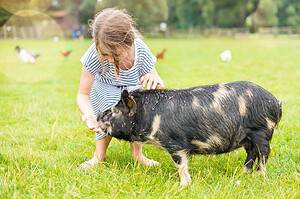 The 3 Cheapest Pigs to Keep as Pets Picture