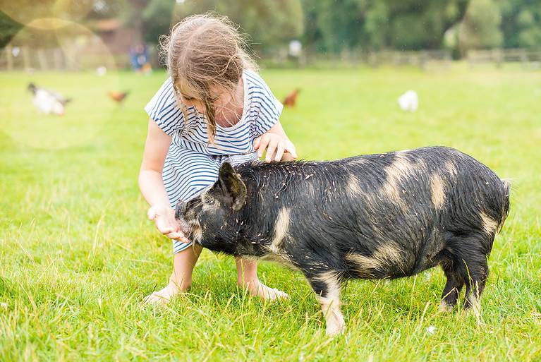 beautiful girl feeding to a dwarf pig