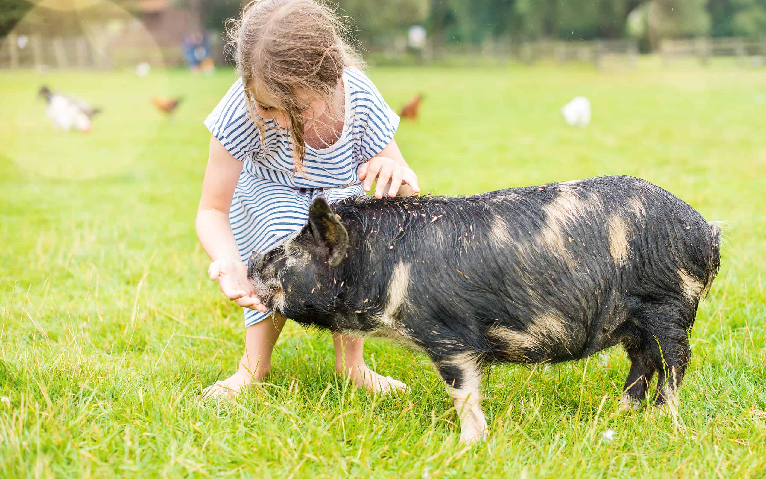 beautiful girl feeding to a dwarf pig