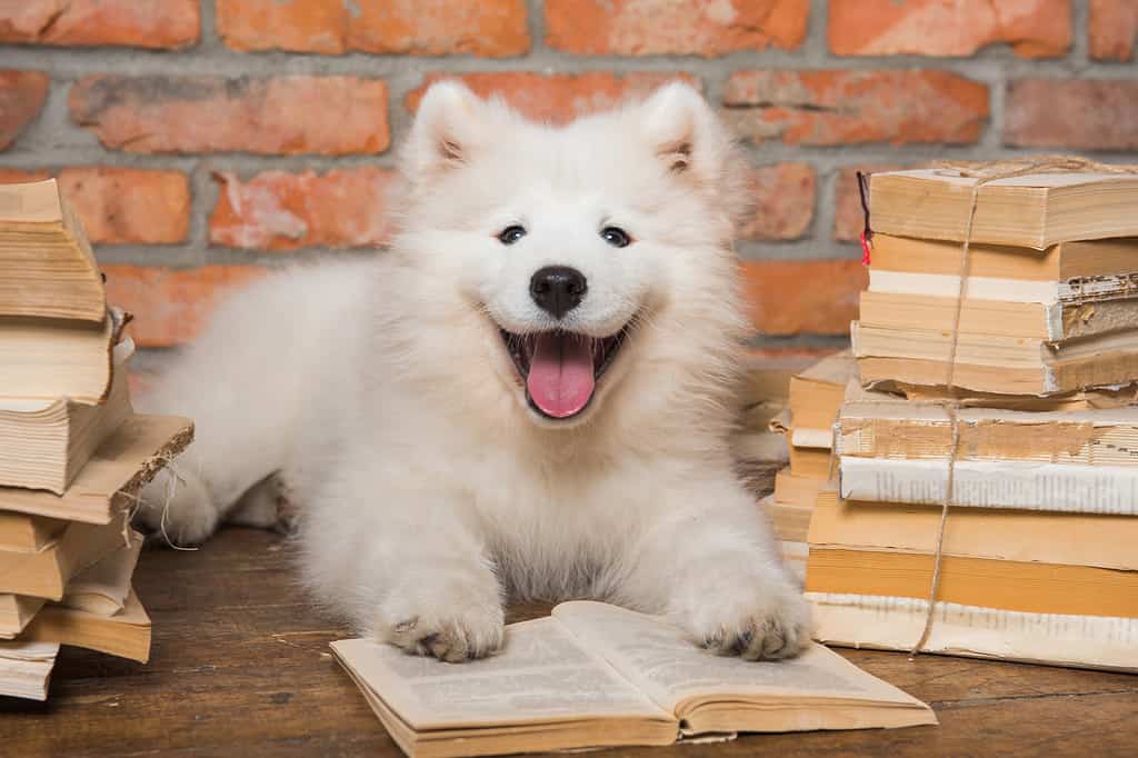 White fluffy Samoyed puppy dog with book