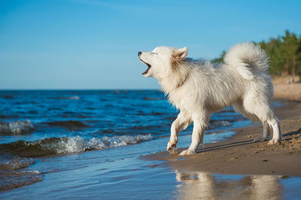 White dog Samoyed walks on the shore of the Baltic Sea