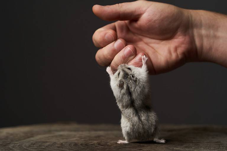 Small domestic hamster on hand. Djungarian Dwarf hamster.
