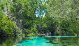 Weeki Wachee Springs State Park: Ideal Visiting Time and 5 Things to Do Picture