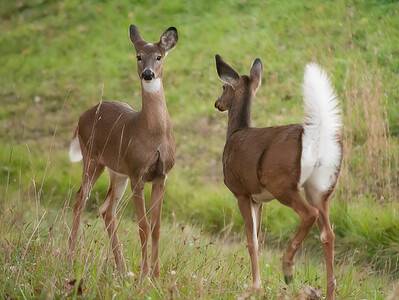 A Is Lavender Deer Resistant? The 9 Best Plants Deers Will Leave Alone