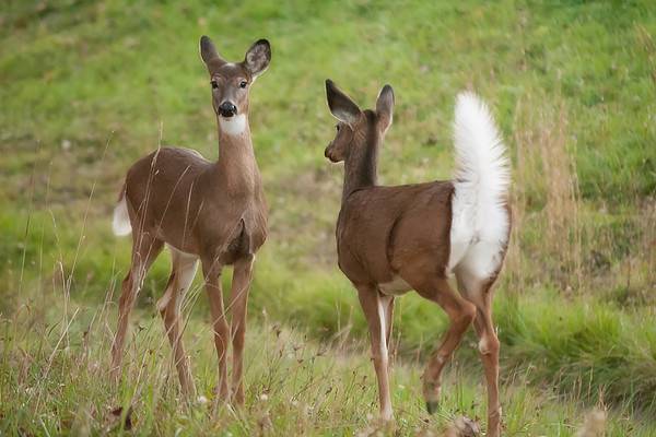 Why Do Deer Wag Their Tails? 6 Weird Deer Behaviors Explained - A-Z Animals