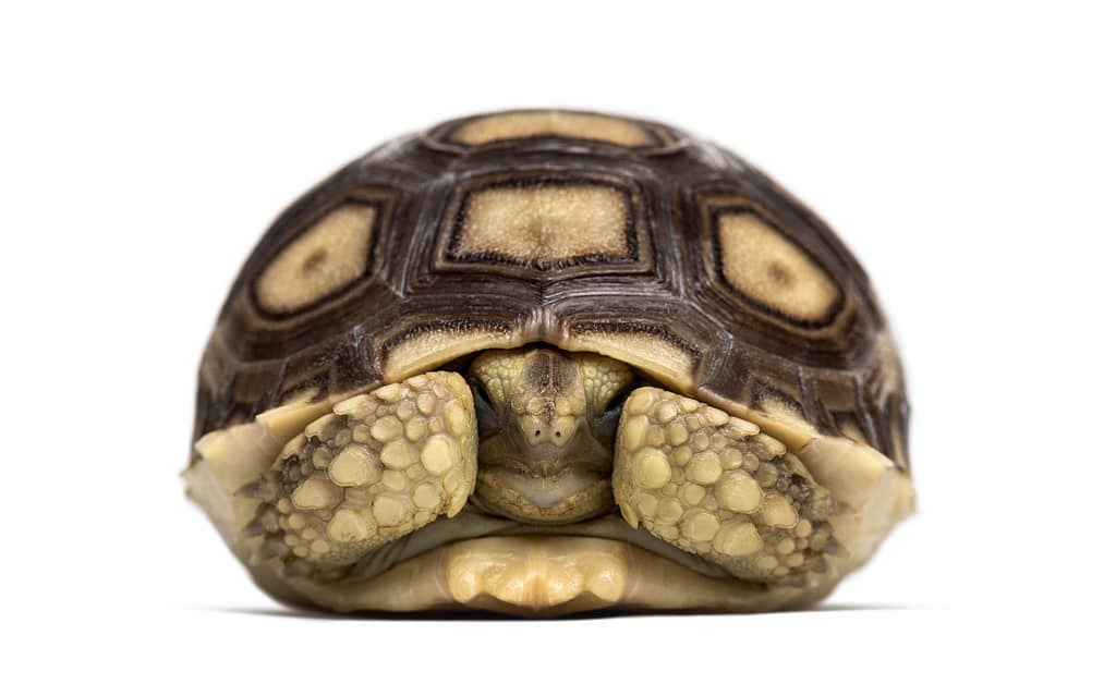 Baby African spurred tortoise, Centrochelys sulcata, also called the sulcata tortoise, in front of white background